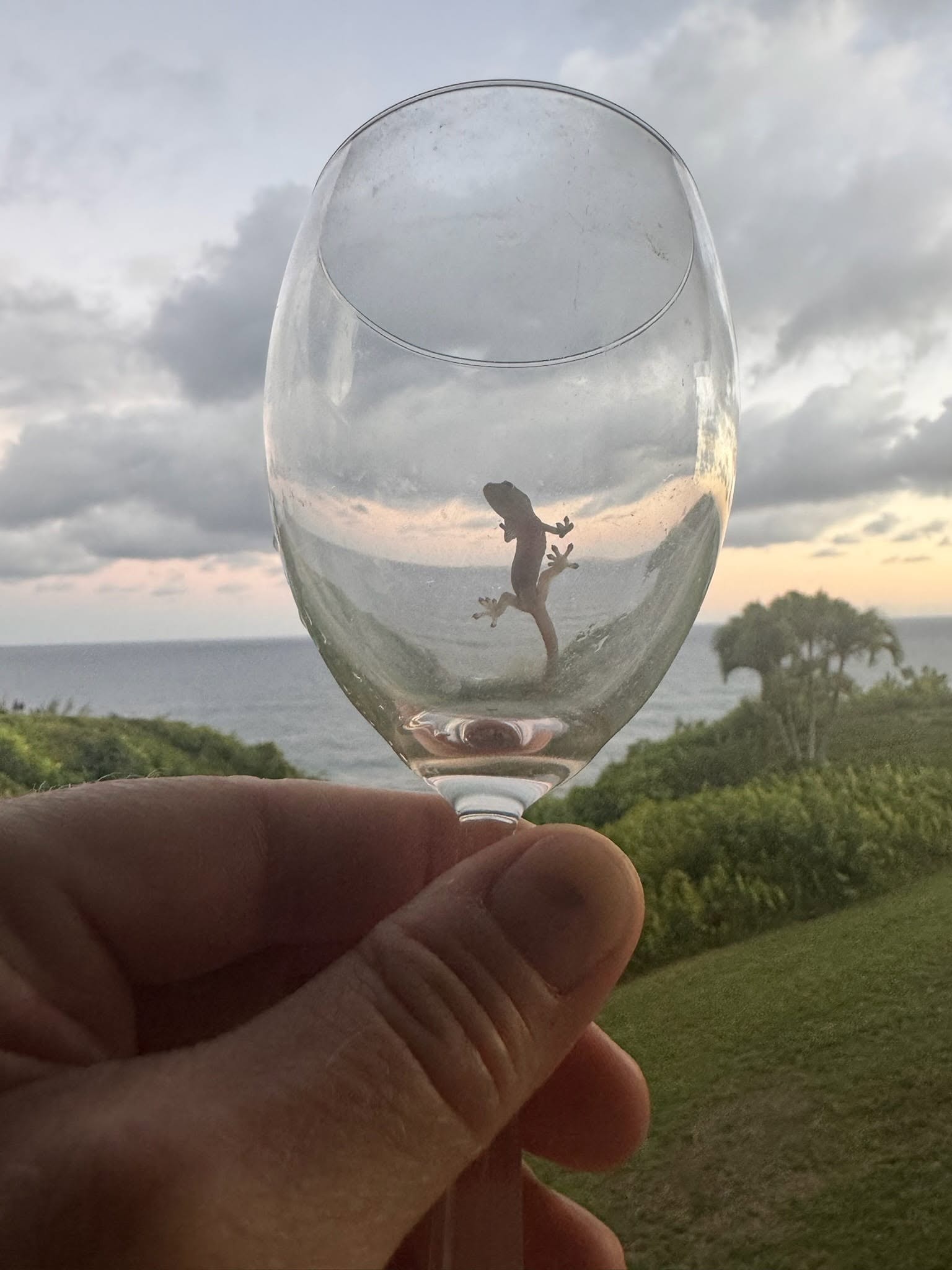 A gecko reflected in a wine glass — only in Kauai